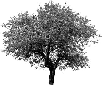 Black and white tree