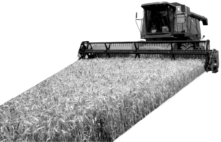 Combine harvester in field