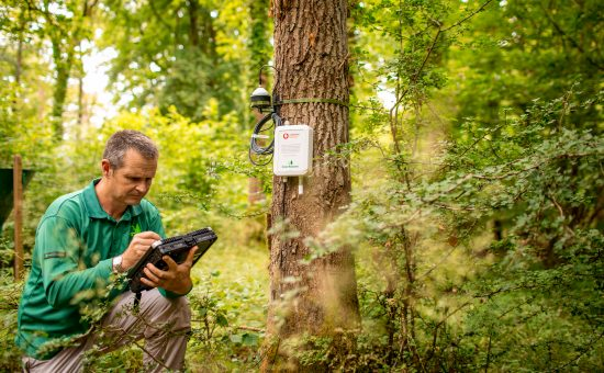 Connected forests - IoT device placed around a tree with man in front reviewing data